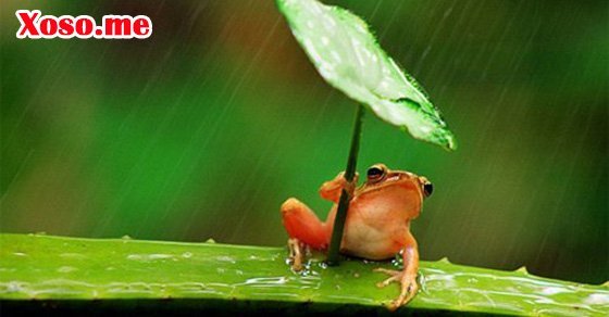 Mơ thấy con ếch con