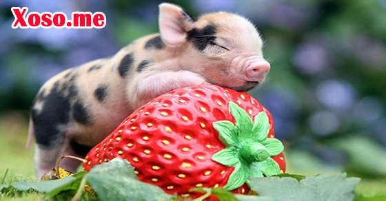 Mơ thấy con lợn