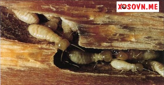 Nằm mơ thấy con mọt gỗ đang ăn gỗ là bạn đang cảm thấy áp lực