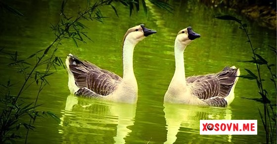 Mơ thấy một đôi ngỗng là tình yêu đến