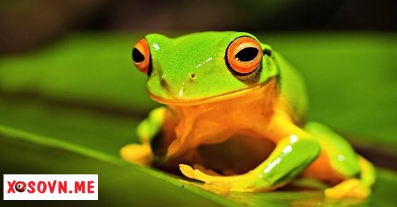 Mơ thấy con nhái