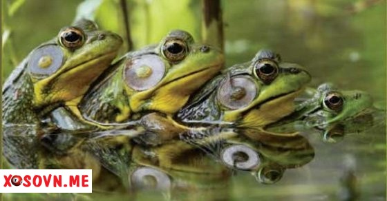 Mơ thấy nhiều con ếch kêu là cần tri kỉ