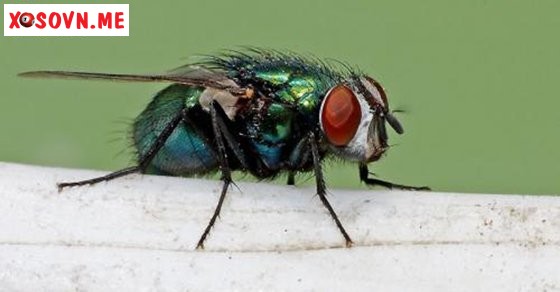 Ngủ mơ thấy con nhặng đang bay là bạn sẽ gặp rắc rối