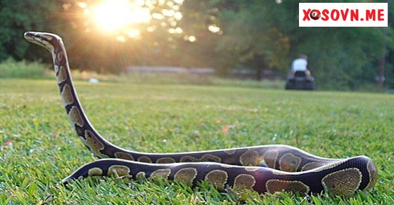 Mơ thấy con trăn