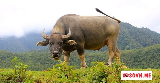 Mơ thấy con trâu