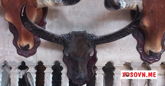 Mơ thấy đầu trâu