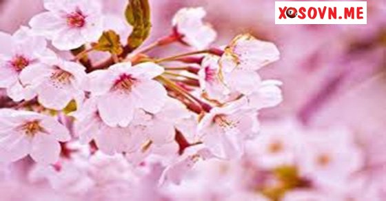Mơ thấy hoa đào nở