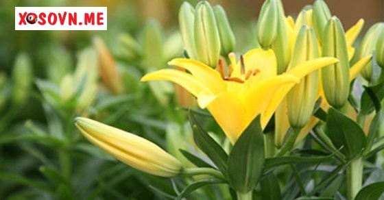 Mơ thấy hoa ly nở