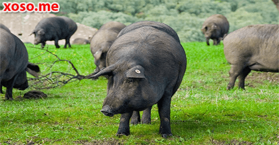 Điềm báo may mắn với giấc mơ lợn đen