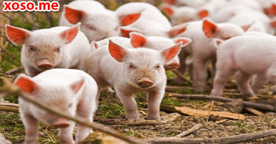 Điềm báo không tốt của giấc mơ thấy đàn lợn