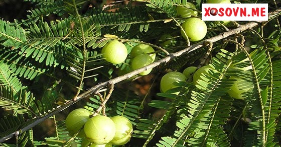 Mơ thấy ăn hoa quả có vị chua là điềm báo gặp khó khăn trong công việc