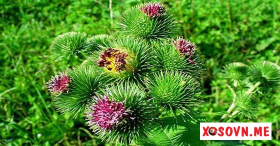 Chiêm bao thấy hái thuốc ngũ hương là có lợi ích nhỏ