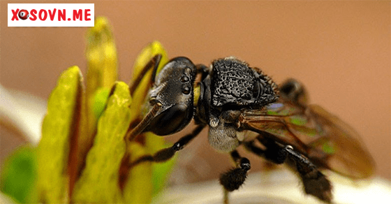 Đường tài lộc đến với giấc mơ ong ruồi