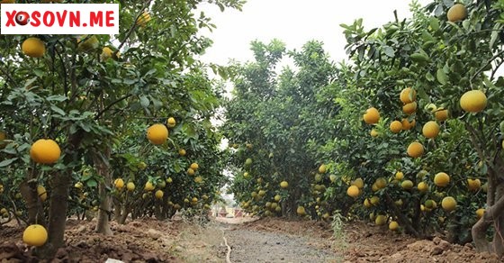 Mơ thấy vườn bưởi chín là có tài lộc về nhà