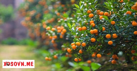 Mơ thấy cây quất sai trĩu quả là điềm báo có vụ làm ăn lớn