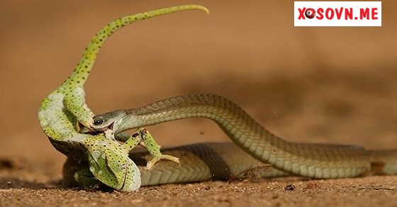 Mơ thấy bị rắn đuổi bắt