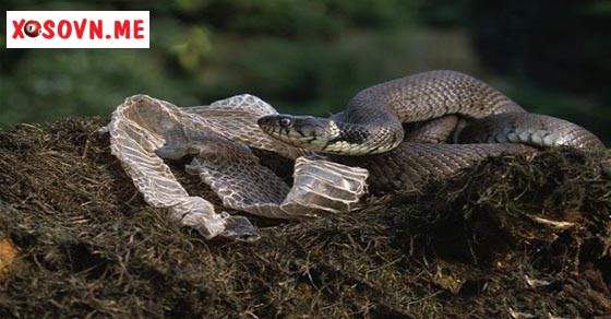 Mơ thấy rắn lột xác 