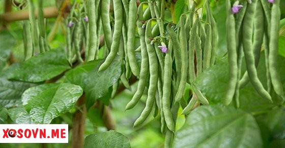 Mơ thấy trồng đỗ là có thành quả 