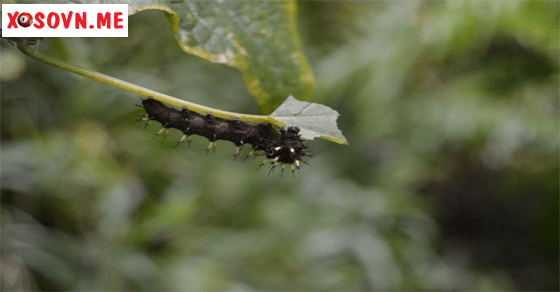Điềm báo may mắn khi chiêm bao thấy sâu đen