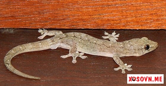 Mơ thấy thạch sùng bò dưới đây là làm ăn chững lại