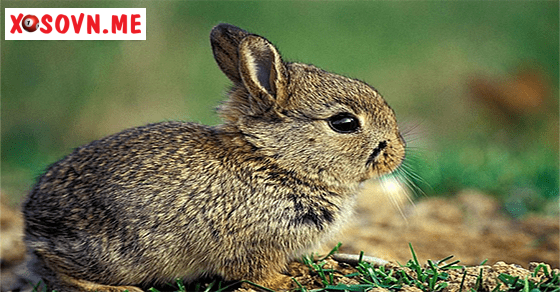 Vận may tài lộc với giấc mơ bắt thỏ rừng