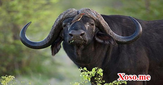 Mơ thấy trâu rừng