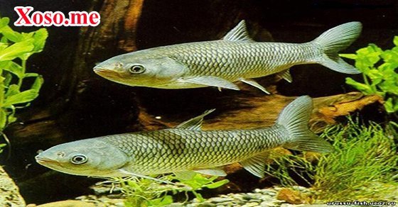 Mơ thấy cá trắm