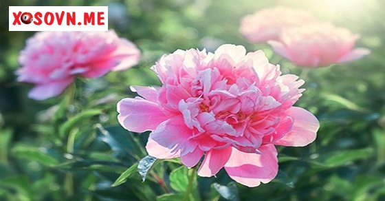 Chiêm bao thấy hoa điềm báo gì?