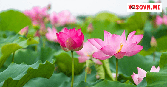 Mơ thấy hoa sen là một giấc mơ mang tới điềm lành​